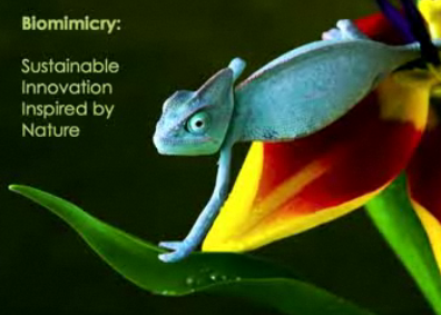 biomimicry-1