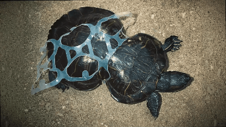 plastic-turtle